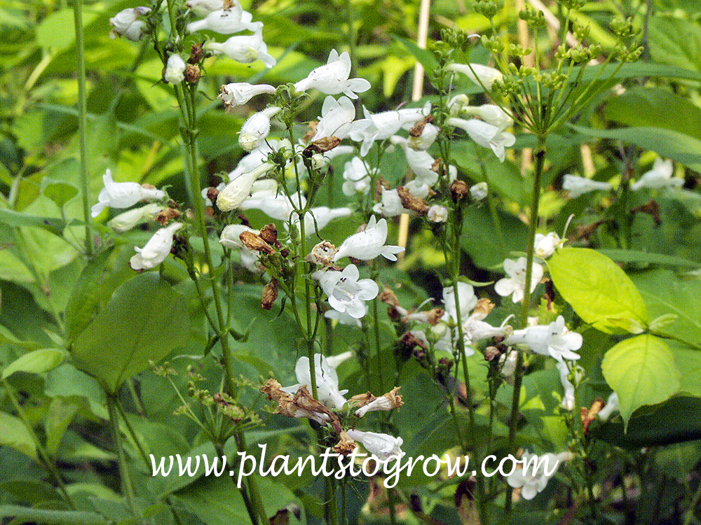 Pale Penstemon (Penstemon pallidis)